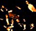 THE KLEZMORIM in Paris, 1986. Clockwise from top R: Ken Bergmann, Ben Goldberg, Lev Liberman, Donald Thornton, Chris Leaf, Kevin Linscott. [Photo: Mephisto http://www.mephistophoto.com/ ]